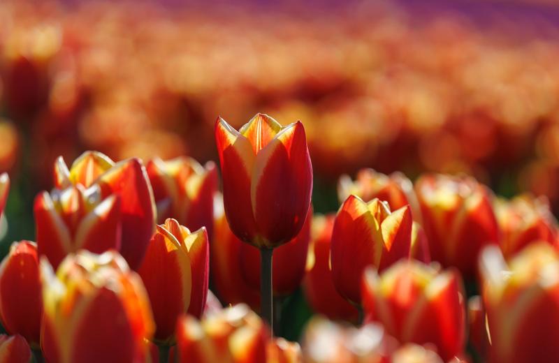 Best Places to Travel in April: Tulips, Blossom, the Med Before Summer and the Caribbean's Value Weeks