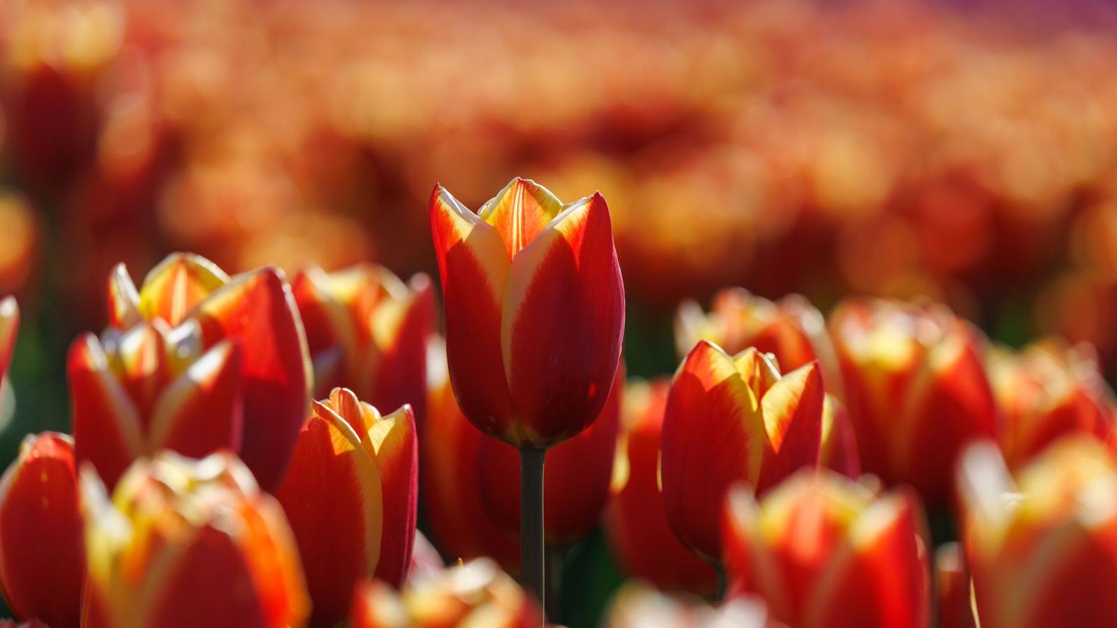 Best Places to Travel in April: Tulips, Blossom, the Med Before Summer and the Caribbean's Value Weeks