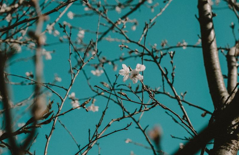 Best Places to Travel in March: Cherry Blossom Begins, Spring Break Ends, and the Shoulder Season Opens