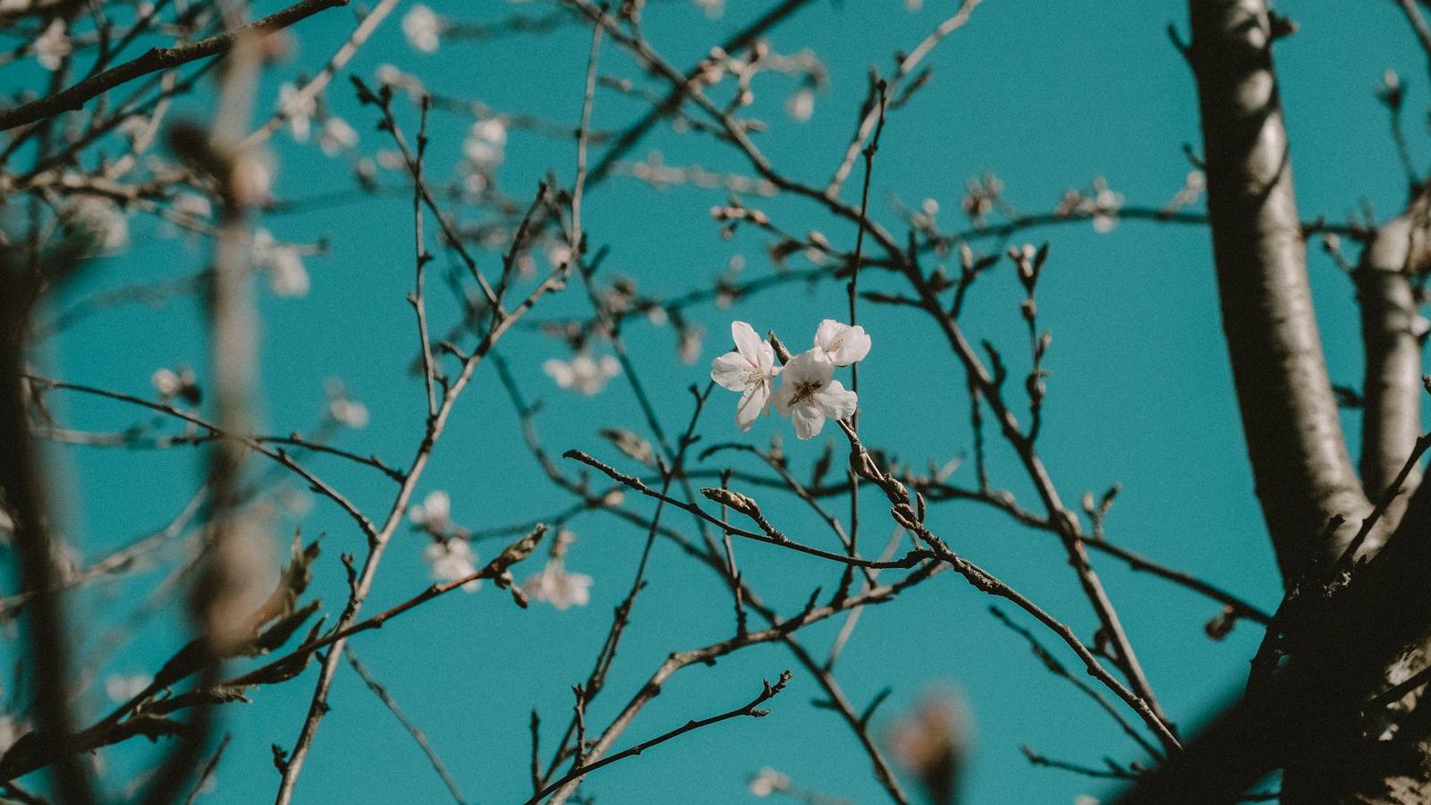 Best Places to Travel in March: Cherry Blossom Begins, Spring Break Ends, and the Shoulder Season Opens