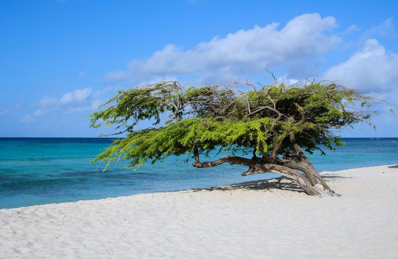 Best Time to Visit Aruba: Outside the Hurricane Belt, Inside the Trade Winds