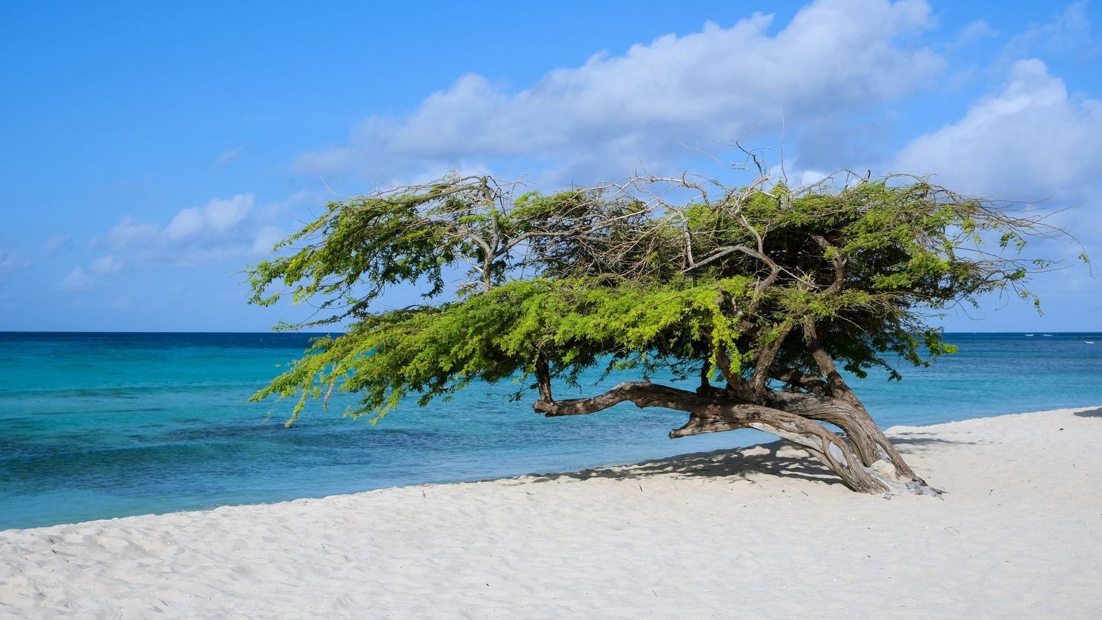 Best Time to Visit Aruba: Outside the Hurricane Belt, Inside the Trade Winds