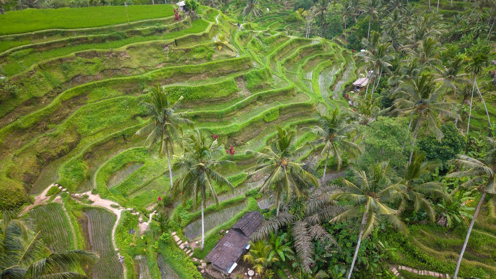 Best Time to Visit Bali: Dry Season, Nyepi, Surf Swells and the Rainy-Season Bargains