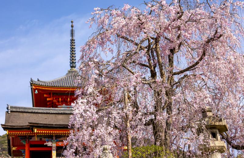 Best Time to Visit Japan: Cherry Blossom, Autumn Colour, and the Cheapest Months