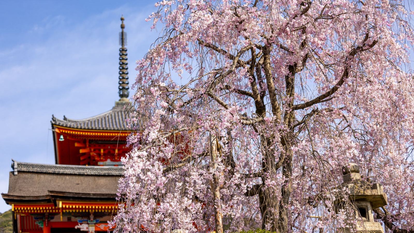 Best Time to Visit Japan: Cherry Blossom, Autumn Colour, and the Cheapest Months